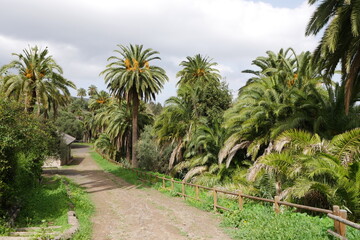 Fototapeta na wymiar Palmenhain Satautejo in Santa Brígida auf Gran Canaria