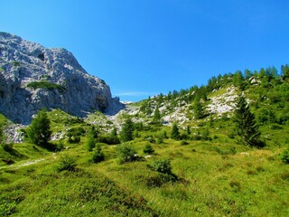 Fototapeta na wymiar High alpine bright sunny meadow sparsely covered by spruce trees in Triglav national park and Julian alps, Slovenia