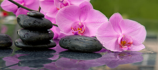 Obraz na płótnie Canvas Pink orchid flower and spa stones with water drops isolated .