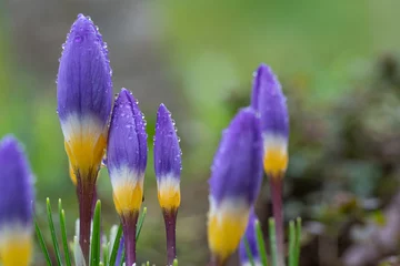Fotobehang Krokus Dreifarbiger Krokus  © Joachim Berninger