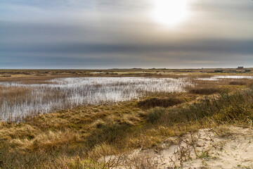 Dünenlandschaft mit Schilfsee in goldenen Abendlicht