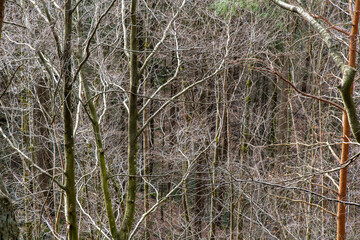 Hintergrund aus Baumästen im Wald