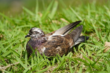 City doves or City pigeons (Columba livia f. domestica) in Manaus, Amazon, Brazil
