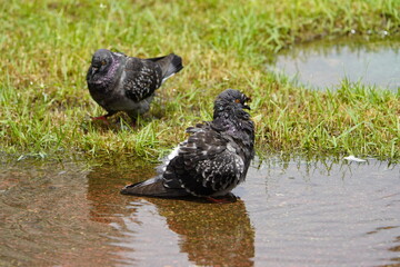 City doves or City pigeons (Columba livia f. domestica) in Manaus, Amazon, Brazil
