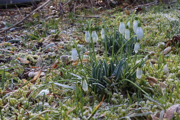 Snowdrops the first harbinger of spring in the new year