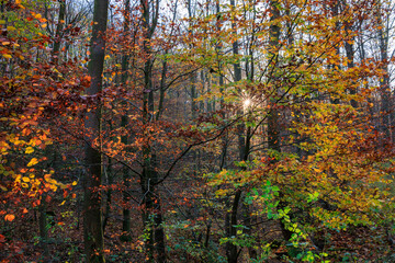 Wunderschöne Herbstfarben im bunten Wald