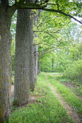 Fototapeta premium large linden tree alley and footpath
