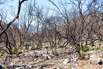 Burnt forest. Burnt trees in the mountain forest of Marmaris