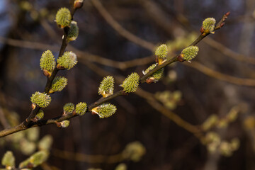 catkins with yellow pollen in spring