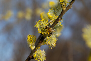 bee collecting pollen on a catkin
