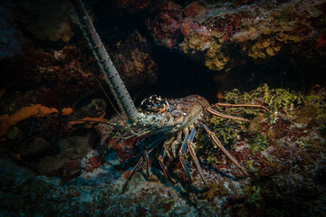 macro shot of a lobster taken in cozumel