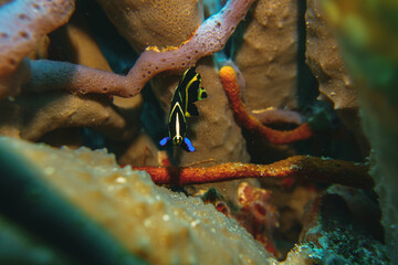 photo of a juvenile king angel fish