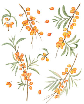 Watercolor illustration of the sea buckthorn. Botanical painting of branches with berries and leaves isolated on white. For summer and autumn design projects, stickers, cosmetics packaging, and more.