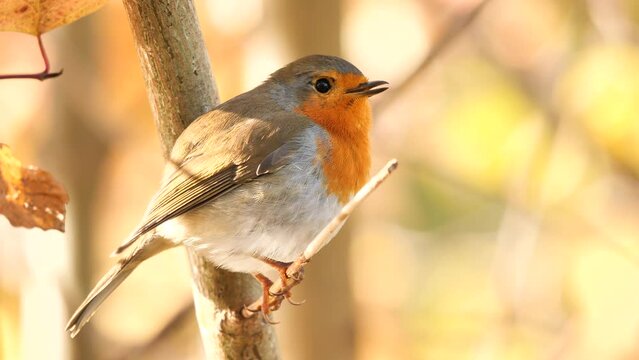 European Robin bird singing in the morning  (Erithacus Rubecula)
