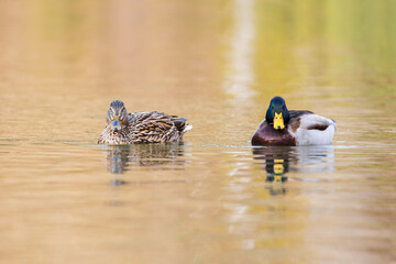a male and a female duck at the pond
