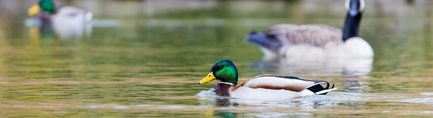 at the duck pond panorama