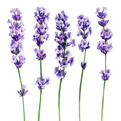 Obraz premium Lavender, watercolor illustration, isolated white background. Set violet flowers