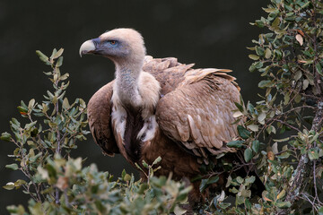 Griffon Vulture. Bird perched on a tree.