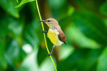 Hummingbirds, Short-Tailed Sylphs on the brunch close up, Ecuador