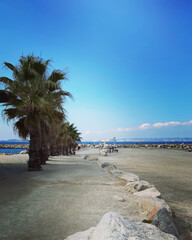 palm trees on the beach