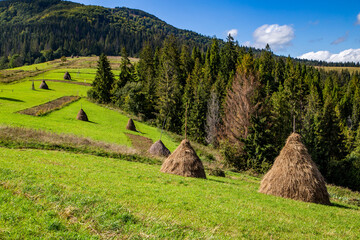 Fototapeta na wymiar haystacks on a hill near a pine forest. rural landscape in the mountains. Sunny weather with clouds in the sky. rural summer landscape in the Carpathians.