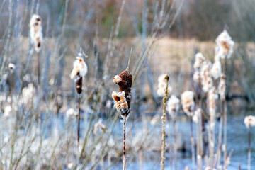 Tall, old and dry reeds in the pond at daytime. Nature background. © ByAlice