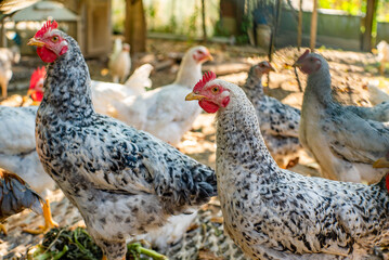 chicken. chickens on a farm on the street.