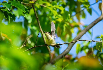 Hummingbird on the brunch close up Wildlife scene from tropical nature
