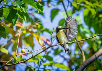 Hummingbird on the brunch close-up Wildlife scene from tropical nature.