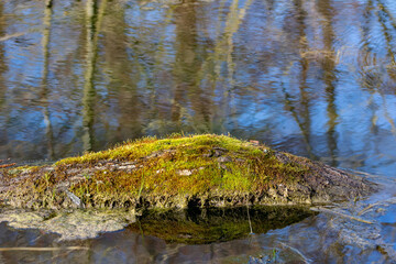 Tree with green moss reflected in the water