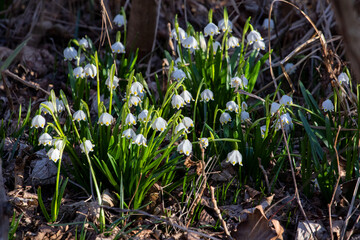 
Snow-flake, Leucojum bouquet in the forest on the ground
