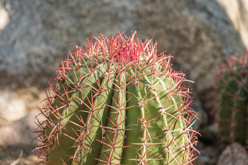 Naklejka na ściany i meble Closeup of Barrel Cactus in Arizona