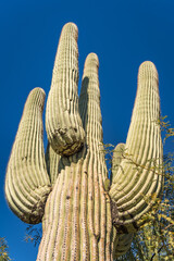 Tall Saguaro Cactus in Arizona
