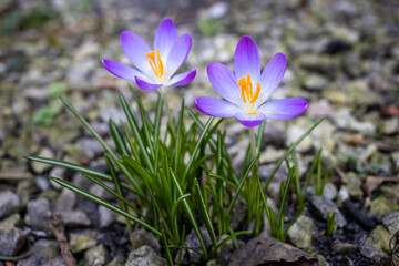 Crocus vernusm Szafran wiosenny, Krokus