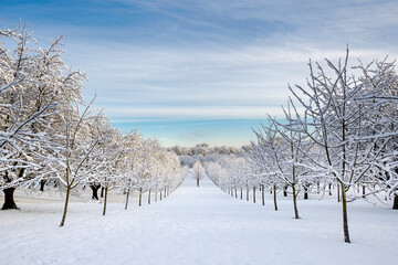 Winter field with snow covered trees