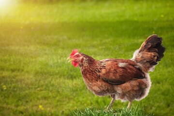 A brown hen out in the field looking at the camera