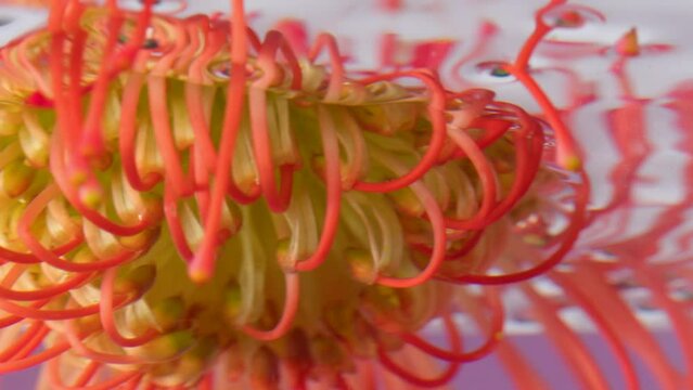 Beautiful tropical flower underwater. Stock footage. Variegated bright flower with stamens in water. Close-up of beautiful flower in transparent water on isolated background 