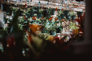 Plant Store Series
