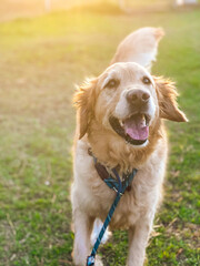 golden retriever dog