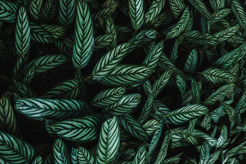 Maranta - folhagens verdes com textura
