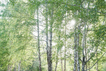 Forest background in summer, view through the birches to the sky. The concept of allergy to birch pollen. High quality photo