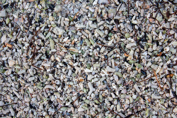 Tiny Shells at Coco Plum Beach, Florida Keys