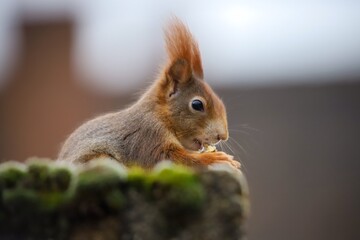 Cute squirrel eating a nut