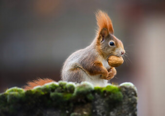 red squirrel sitting on a wall full of moss with a walnut in his mouth