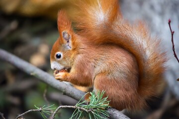 red squirrel eating a hazelnut