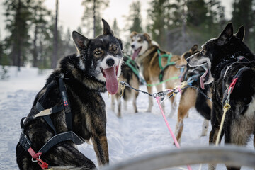 Alaska Huskey Schlittenhunde bei Schlittenfahrt - 492872137