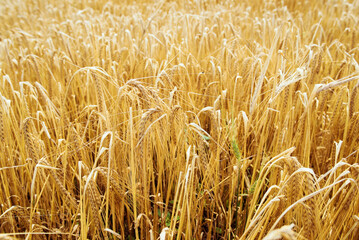 Ukrainian field of rye in summer 