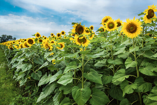 sunflowers field in blossom in summer