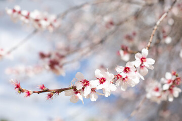 A branch with white almond flowers is depicted in close-up against the background of a flowering tree in a blurred focus. The theme of spring flowering in nature.