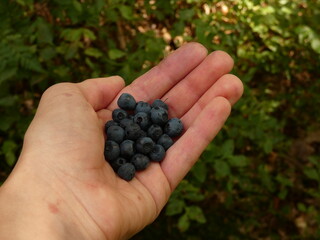 European blueberry (Vaccinium myrtillus) - bilberries collected in the forest near Oskowo, Kashubia, Pomorskie province, Poland